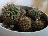 6 maži Echinopsis kaktusai - nuotraukos Nr. 5