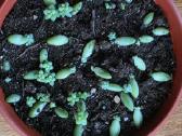 6 maži Echinopsis kaktusai - nuotraukos Nr. 6