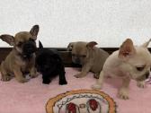 Prancūzų buldogai mažyliai - nuotraukos Nr. 9