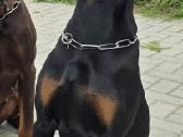 Dovanojama dobermanų kalytė. - nuotraukos Nr. 2