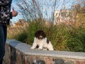 Romanijos vandens šuo / Lagotto Romagnolo - nuotraukos Nr. 3