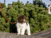 Romanijos vandens šuo / Lagotto Romagnolo - nuotraukos Nr. 4