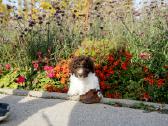 Romanijos vandens šuo / Lagotto Romagnolo - nuotraukos Nr. 2