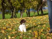 Romanijos vandens šuo / Lagotto Romagnolo - nuotraukos Nr. 7