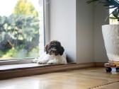 Romanijos vandens šuo / Lagotto Romagnolo - nuotraukos Nr. 9
