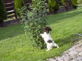 Romanijos vandens šuo / Lagotto Romagnolo - nuotraukos Nr. 10