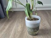Monstera burle marx flame - nuotraukos Nr. 2