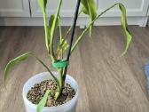 Monstera burle marx flame - nuotraukos Nr. 3