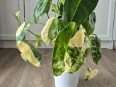 Philodendron burle-marx variegata - nuotraukos Nr. 2