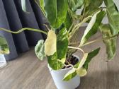 Philodendron burle-marx variegata - nuotraukos Nr. 3