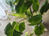 Philodendron burle-marx variegata - nuotraukos Nr. 4