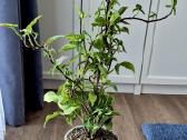 Singonium red spot tricollor - nuotraukos Nr. 3