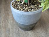 Singonium red spot tricollor - nuotraukos Nr. 6