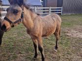 Pony klasės kumeliukas - nuotraukos Nr. 2