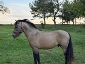 Pony klasės kumeliukas - nuotraukos Nr. 3