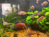 Parduodu Hemichromis Exsul žuvis - nuotraukos Nr. 2