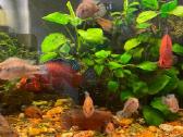 Parduodu Hemichromis Exsul žuvis - nuotraukos Nr. 3