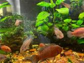 Parduodu Hemichromis Exsul žuvis - nuotraukos Nr. 4