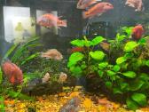 Parduodu Hemichromis Exsul žuvis - nuotraukos Nr. 5