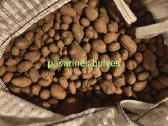 Bulvės, valgomos bulvės, pašarinės bulvės - nuotraukos Nr. 2