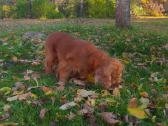 Parduodama raudona anglų kokerspanielė - nuotraukos Nr. 6
