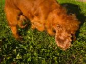 Parduodama raudona anglų kokerspanielė - nuotraukos Nr. 3