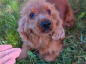 Parduodama raudona anglų kokerspanielė - nuotraukos Nr. 2