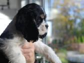 Amerikiečių koker spanielis - nuotraukos Nr. 2