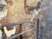 Leghorn veislės gaidžiai - nuotraukos Nr. 2