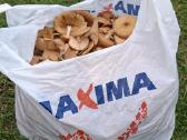 Grybai kelmučiai - nuotraukos Nr. 2