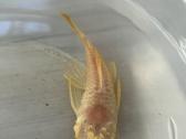 Dovanoju suaugusį oranžinį ancistrusą(šamą),11cm. - nuotraukos Nr. 2