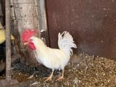 Leghorn veislės gaidžiai - nuotraukos Nr. 3
