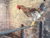 Leghorn veislės gaidžiai - nuotraukos Nr. 4