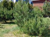 Kunigiškiuose butas su didele terasa - nuotraukos Nr. 24