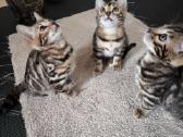 Bengalijos kačiukai - nuotraukos Nr. 5