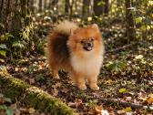 Ieškome pačių geriausių šeimų! 7 mėn. mergaitės - nuotraukos Nr. 2