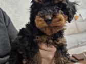 Kilmingi toy-nykštukiniai pudeliai - nuotraukos Nr. 5