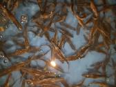 Irklanosis Amerikinis irklanosis Polyodon spathula - nuotraukos Nr. 10