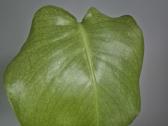 Monstera mint - nuotraukos Nr. 2