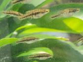 Ieškau žuvyčių Least killifish/heterandria formosa - nuotraukos Nr. 2