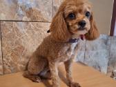 Cavapoo - nuotraukos Nr. 8