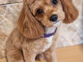 Cavapoo - nuotraukos Nr. 9