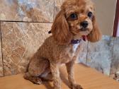 Cavapoo - nuotraukos Nr. 10