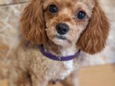 Cavapoo - nuotraukos Nr. 16