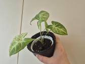 Singonis batik albo variegata - nuotraukos Nr. 2