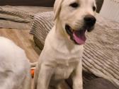 Kilmingi labradoro retriveriai - nuotraukos Nr. 2