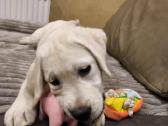 Kilmingi labradoro retriveriai - nuotraukos Nr. 3