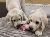 Kilmingi labradoro retriveriai - nuotraukos Nr. 4