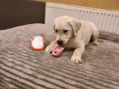 Kilmingi labradoro retriveriai - nuotraukos Nr. 5