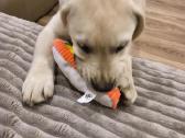 Kilmingi labradoro retriveriai - nuotraukos Nr. 6